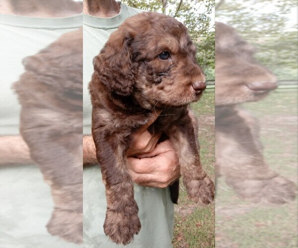 Medium Photo #3 Labradoodle Puppy For Sale in MICANOPY, FL, USA