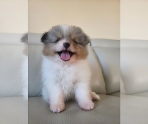 Medium Pomeranian