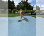 Small #1 Golden Retriever