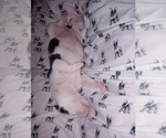 Small Photo #19 American Staffordshire Terrier Puppy For Sale in JACKSONVILLE, FL, USA