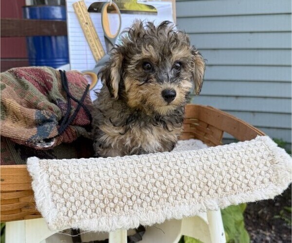 Medium Photo #4 Yorkshire Terrier Puppy For Sale in THORP, WI, USA