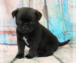 Pug Puppy for sale in SALINA, KS, USA