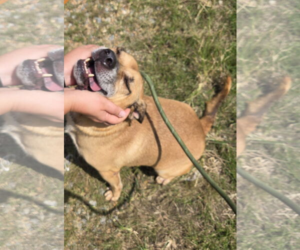 Medium Photo #2 Retriever -Unknown Mix Puppy For Sale in Jackson, MS, USA