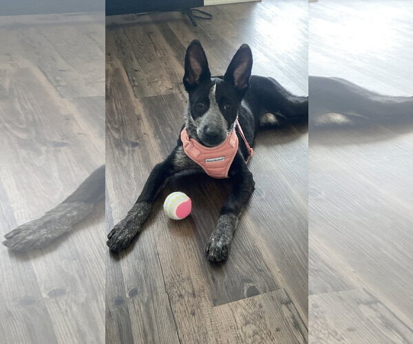 Medium Photo #1 Mutt Puppy For Sale in Euless, TX, USA