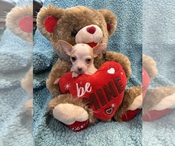 Medium Photo #5 Chihuahua Puppy For Sale in SHERMAN, TX, USA