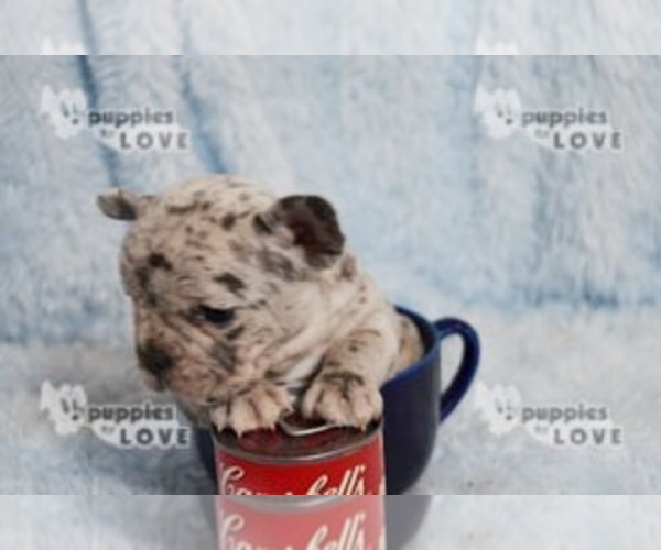 Medium Photo #14 French Bulldog Puppy For Sale in SANGER, TX, USA