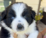 Puppy 5 Australian Shepherd