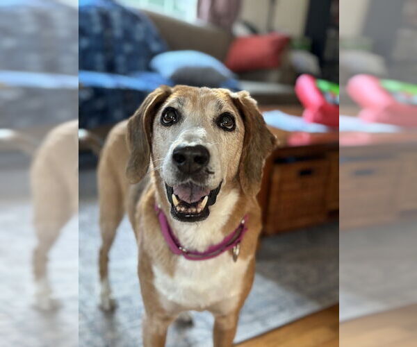 Medium Photo #7 Mutt Puppy For Sale in Brewster, NY, USA