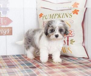 Cavapoo Puppy for sale in BEL AIR, MD, USA