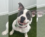 Small #13 American Pit Bull Terrier