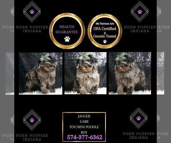 Medium Photo #1 Poodle (Toy) Puppy For Sale in WARSAW, IN, USA