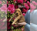 Puppy Scotch Golden Retriever