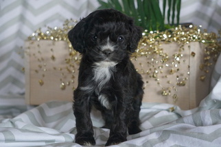 Medium Cocker Spaniel-Poodle (Miniature) Mix