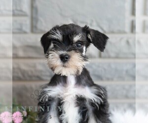 Schnauzer (Miniature) Puppy for sale in MIFFLINBURG, PA, USA