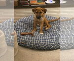 Small #2 Mutt