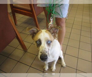 Mutt Dogs for adoption in Ocala, FL, USA