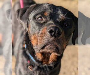 Rottweiler Dogs for adoption in Hillsboro, NH, USA