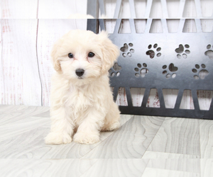 Maltipoo Puppy for sale in MARIETTA, GA, USA