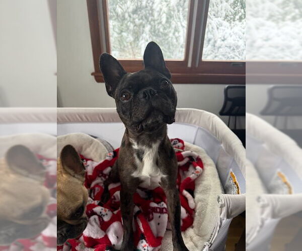 Medium Photo #2 Faux Frenchbo Bulldog Puppy For Sale in Dublin, OH, USA