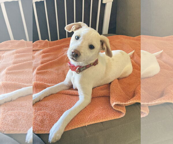 Medium Photo #8 Mutt Puppy For Sale in San Diego, CA, USA
