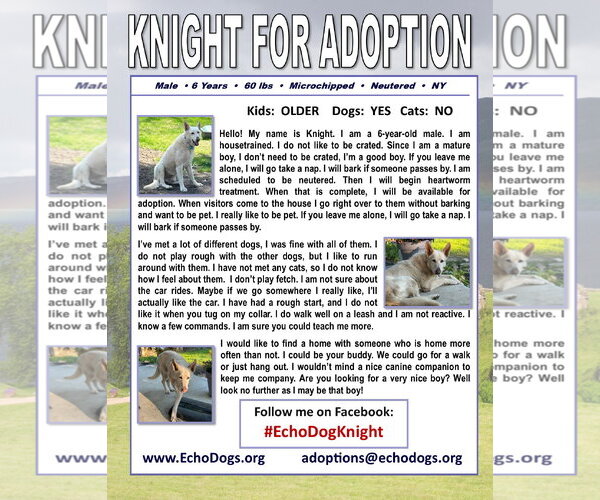 Medium Photo #2 - Mix Puppy For Sale in Hoffman Estates, IL, USA