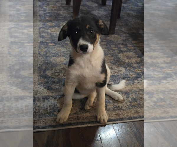 Medium Photo #1 Border Collie Puppy For Sale in LEBANON, MO, USA
