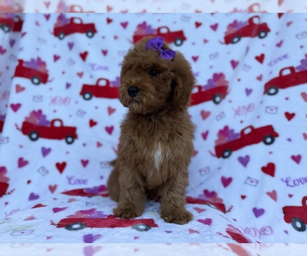 Medium Photo #2 Cock-A-Poo Puppy For Sale in LAKELAND, FL, USA