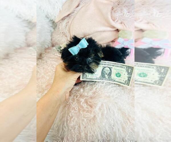 Medium Photo #9 Yorkshire Terrier Puppy For Sale in JACKSONVILLE, FL, USA