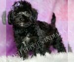 Small #2 Morkie