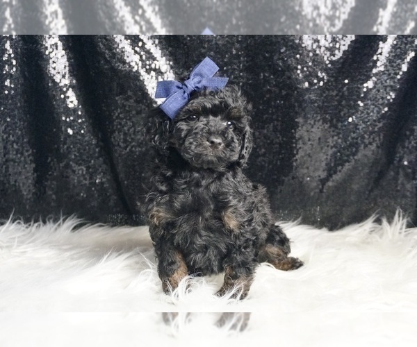 Medium Photo #5 Poodle (Toy) Puppy For Sale in WARSAW, IN, USA
