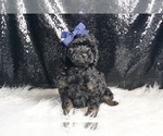 Small Photo #5 Poodle (Toy) Puppy For Sale in WARSAW, IN, USA