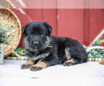 Small Photo #11 German Shepherd Dog Puppy For Sale in PARKESBURG, PA, USA