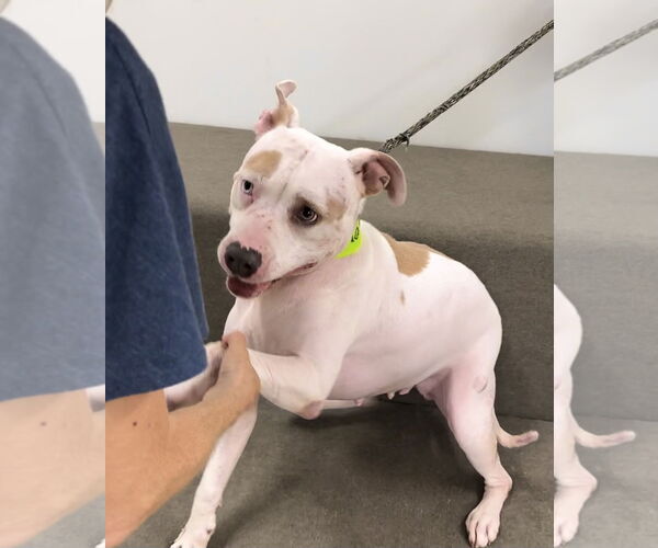 Medium Photo #2 American Pit Bull Terrier-Huskies  Mix Puppy For Sale in Marina Del Rey, CA, USA