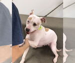 Small #1 American Pit Bull Terrier-Huskies  Mix