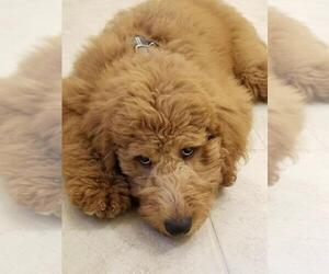 Goldendoodle-Poodle (Standard) Mix Puppy for sale in GEISMAR, LA, USA