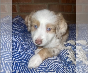 Miniature Australian Shepherd Puppy for sale in TAYLORSVILLE, MS, USA