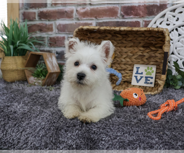 Medium Photo #5 West Highland White Terrier Puppy For Sale in SYRACUSE, IN, USA
