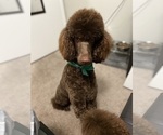 Small Photo #1 Poodle (Standard) Puppy For Sale in APACHE JUNCTION, AZ, USA