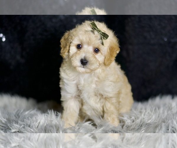 Medium Photo #129 Maltipoo Puppy For Sale in WARSAW, IN, USA