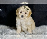 Small Photo #129 Maltipoo Puppy For Sale in WARSAW, IN, USA