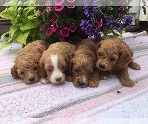 Cavapoo-Poodle (Toy) Mix Puppy for sale in RICHMOND, IL, USA