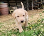 Puppy Yellow Caller Labrador Retriever