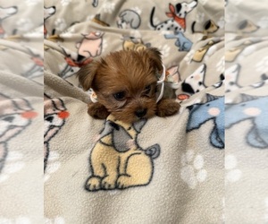 Medium Yorkshire Terrier