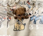 Puppy Teddy Yorkshire Terrier