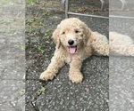 Puppy Puppy 3 BUCK Poodle (Standard)