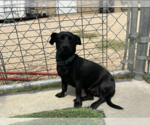 Small #1 Dachshund Mix