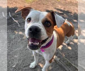 Boxer-Unknown Mix Dogs for adoption in Aurora, CO, USA