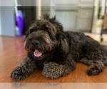 Small Photo #12 Labradoodle Puppy For Sale in BOILING SPRINGS, SC, USA