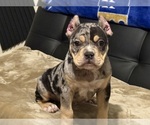 Small #1 American Bully