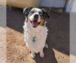 Small #3 Australian Shepherd